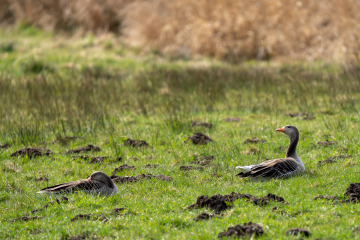 Hiller-Moor_SA104383