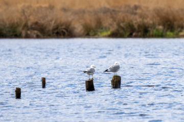 Hiller-Moor_SA104439