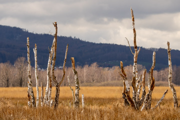 Hiller-Moor_SA104445