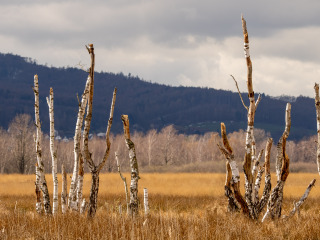 Hiller-Moor_SA104445