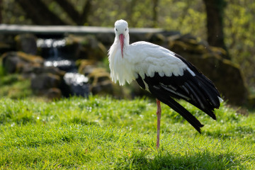 Saupark_SA104840