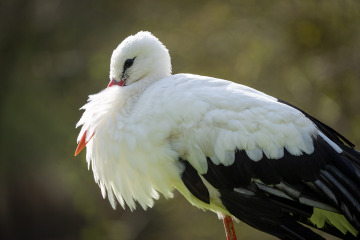 Saupark_SA104867