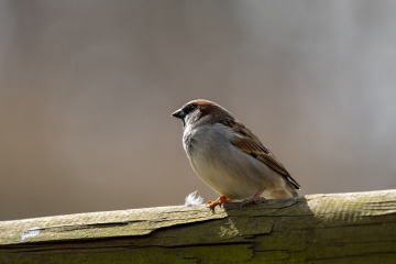 Saupark_SA104888
