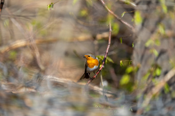 Saupark_SA104892