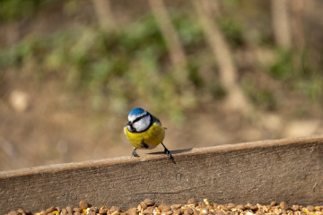 Saupark_SA104903