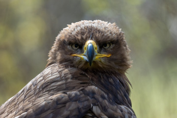 Saupark_SA105094-2