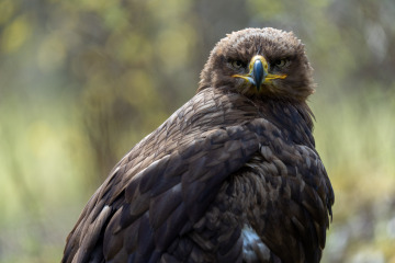 Saupark_SA105094