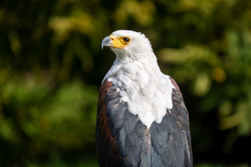 Saupark_SA105221