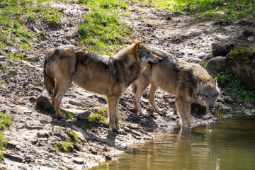 Saupark_SA105276