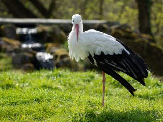 Saupark_SA104840