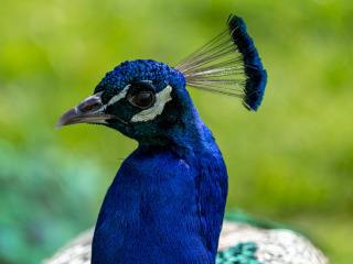 Saupark_SA104877
