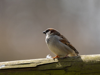 Saupark_SA104888