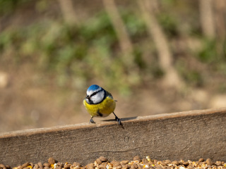 Saupark_SA104903