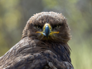 Saupark_SA105094-2