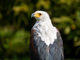 Saupark_SA105221