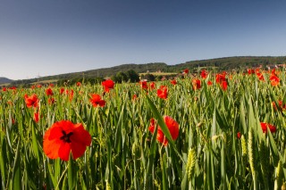 Mohnfeld