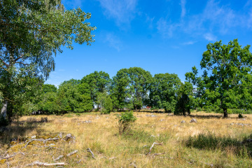 098_SA107209